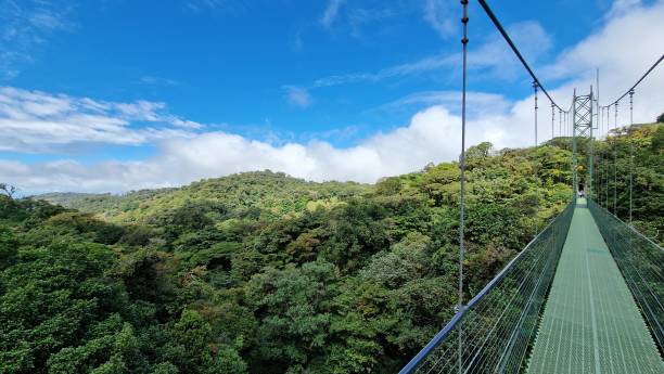 Suspended bridge over a misty, green Costa Rican cloud forest canopy